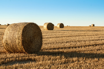 Fototapeta premium hay bale in the foreground of rural field