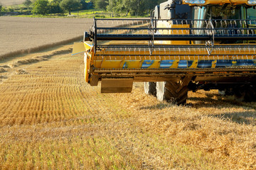 Fototapeta na wymiar Yellow harvester combine on field harvesting gold wheat