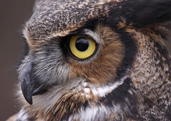 Fototapeta premium Tiger Owl Eye