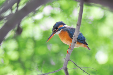 止まり木のカワセミ