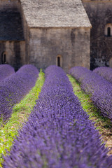 Lavender Abbey - 52250882