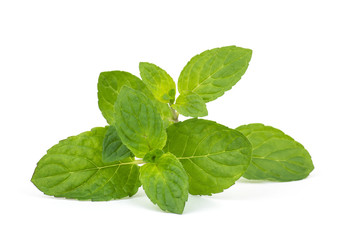 mint leaves isolated on white