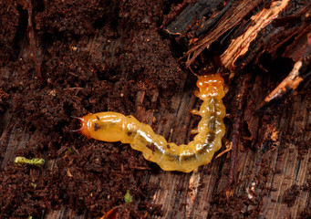 Käferlarve auf Totholz