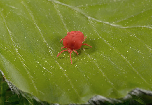 rote Samtmilbe auf jungem Blatt