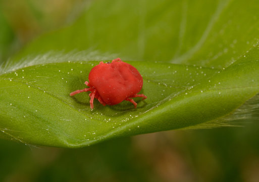 rote Samtmilbe