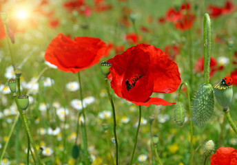 Obraz premium poppies sun sping background ladybug