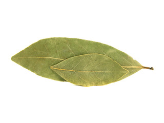 Bay leaves isolated on white background