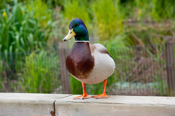 Duck