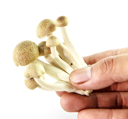 Mushroom with hand