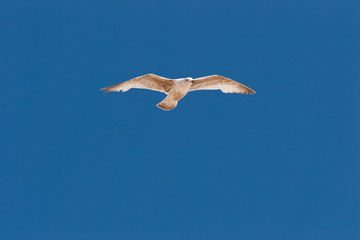 Seagull on the sky
