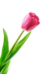 Tulip flowers