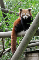 Obraz premium Panda roux