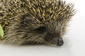 Detail of hedgehog head