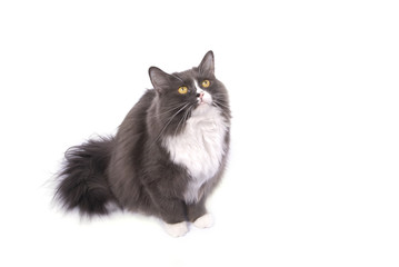 Grey and White Cat isolated on white