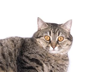 Fototapeta na wymiar Scared Tabby Cat Portrait isolated on white