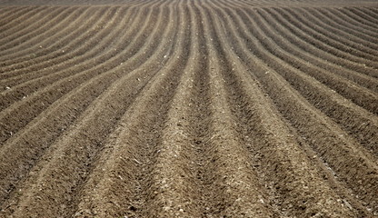 Plowed field