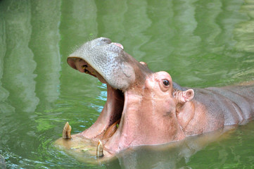 Fototapeta premium Hippopotamas