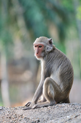 Fototapeta premium Lonely monkey.