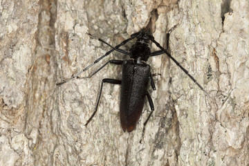 Female Great capricorn beetle (Cerambyx cerdo)