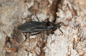 Masked Assassin Bug (Reduvius personatus)
