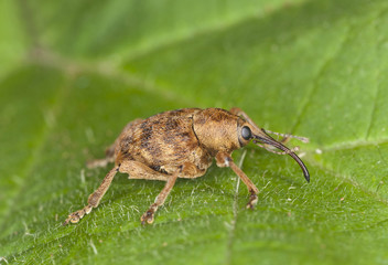 Hazelnut weevil Curculia nucum sitting on a leaf
