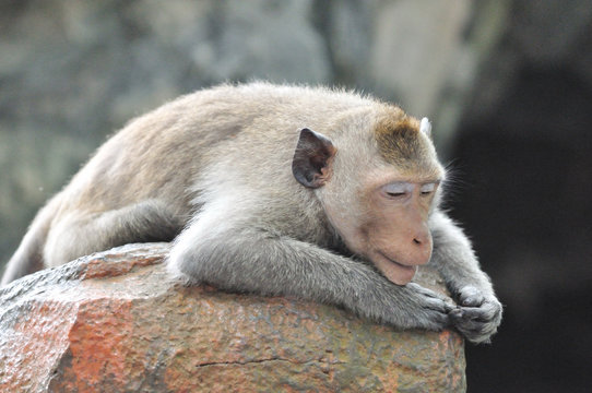 Lazy monkey