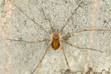 Woodsman on wood, extreme close-up macro photo