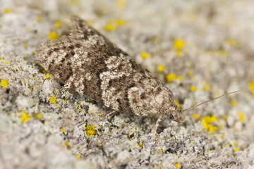 Small moth on wood, extreme close-up with high magnification