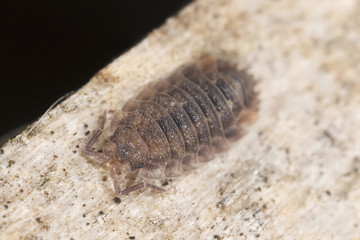 Woodlouse on wood, macro photo