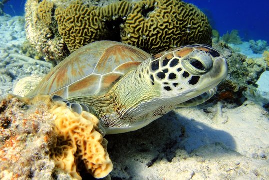 Resting Green Sea Turtle