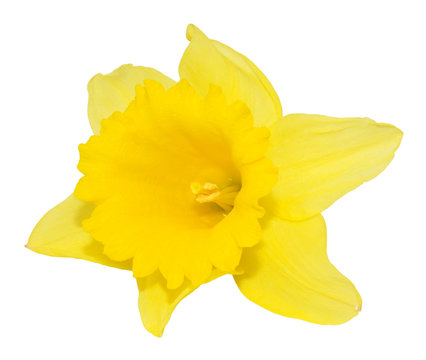 Daffodil Flower Isolated On White