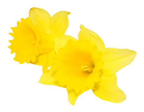 Daffodil Flowers Isolated On White