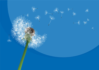 vector dandelion on a wind loses the integrity