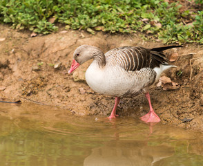 greylag goose