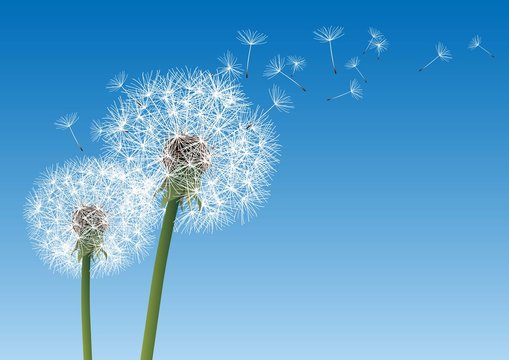 vector dandelion on a wind loses the integrity © chrupka