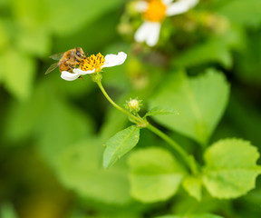 bee on flower