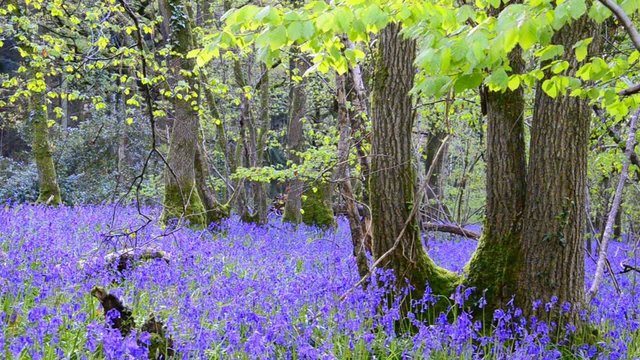 Bluebell Woods - A carpet of bluebells in Dorset