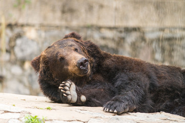 smile bear