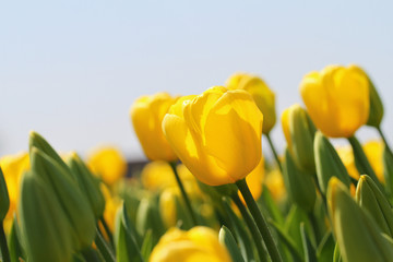 Obraz premium Yellow tulips in spring time, close up