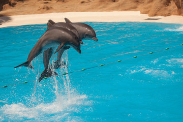 delfiny - obrazy, fototapety, plakaty