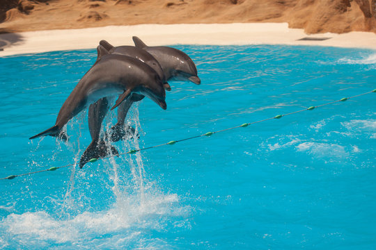 delfiny