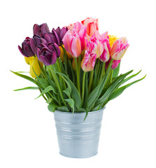 pink and violet  tulip flowers in metal pot