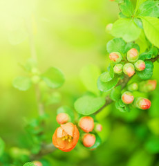Defocus beautiful red spring flowers