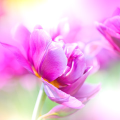Obraz na płótnie Canvas Defocus piękne purpurowe kwiaty.