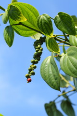 Peppercorns - piper nigrum.