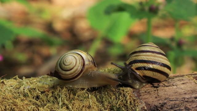 Meeting of two snails. Close up. Time lapse
