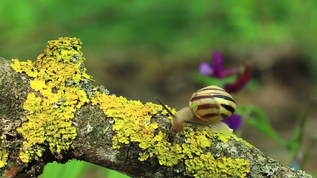 Snail on a branch. Close up. Time lapse