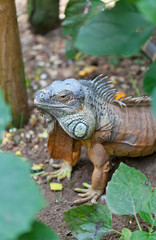 Fototapeta premium Iguana iguana