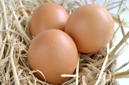 eggs in nest at chicken farm
