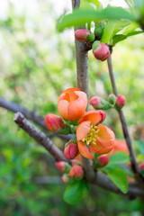 chinese quince flowers  chaenomeles speciosa 
